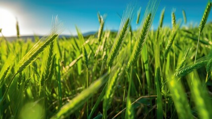 Naklejka premium Lush green wheat field, brimming with vitality under a vibrant blue sky. Generative AI