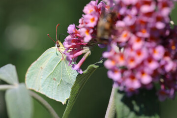 Zitronenfalter / Common brimstone / Gonepteryx rhamni