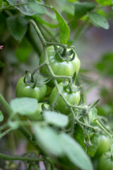 there are three small green tomato on a tree