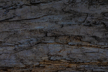 Old tree trunk close up