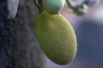 there is a small jackfruite on a tree
