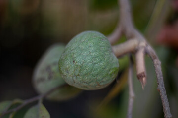 there are two Ata fruit on a tree