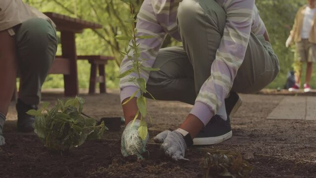 Tilt down of African American preteen school girl planting tree in public park while taking part in green eco project with classmates in summer