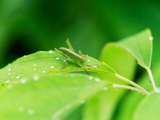 雨の雫とヤブキリの幼虫