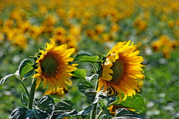 Sunflowers, field with Flowers.  - 602511375