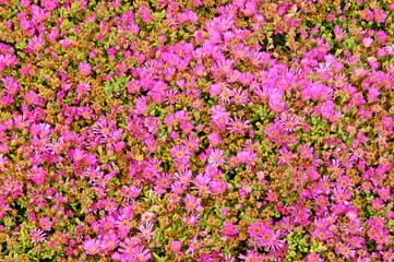Flowers carpet. Pink background. - 602511376