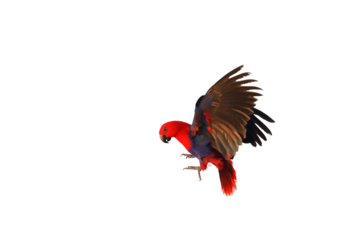 Colorful Eclectus parrot flying clipping path on transparent isolated background.