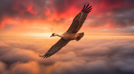 Fototapeta na wymiar Flying goose above the clouds at sunset in warm colors