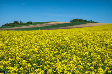 Fototapeta premium Yellow rape blooming in farm field, rolling hills and blue sky. Agriculture rural landscape