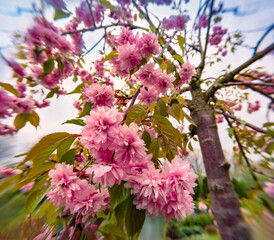 Blooming pink sakura tree in thespring garden. Colorrful morning scene at April. Beautiful floral background. Anamorphic macro photography.