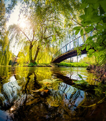 Fantastic morning scene of willow tree on the shore of small pond. Amazing spring view of bridge to Kozatsʹkyy Ostriv in Topilche park, Ternopil, Ukraine. Beauty of nature concept background.