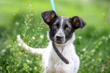 mongrel black and white puppy in the tall green grass on a sunny day