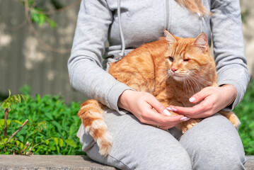 adoption a one-eyed bright red cat sits on the lap of a woman in a gray suit outdoors in summer on a sunny day