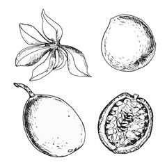 Set of tropical passion fruit and leaves vector illustration isolated on white. Maracuja, sliced fruit hand drawn. Design element for wrapping, menu, smoothies, ice-cream, ingredient, tableware