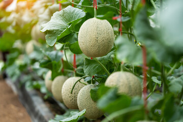 Melon or cantaloupe grown in greenhouses using mosquito nets. Green melons in the farm waiting to be harvested