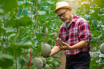 Melon farmers, using modern technology telephones to monitor quality and assist in agriculture, in a cantaloupe farm