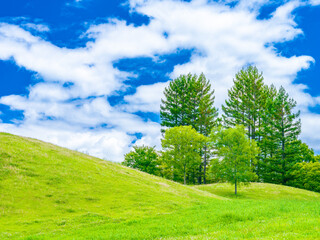  Fresh landscape of a trees on the green hill under the blue sky, Nature or travel background, Outdoor, Nobody, High resolution over 50MP