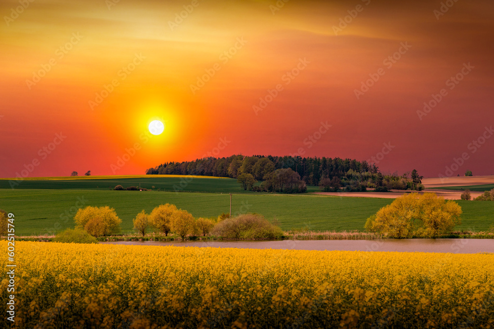 Wall mural rural area with rapeseed fields and forests at sunset