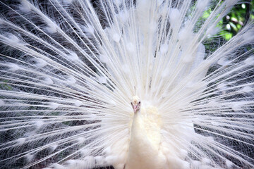 Obraz premium Close-up of white male peacock with spreads tail feathers out