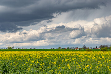 European landscape with spring fields. Canola fields.