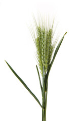 Fototapeta premium green wheat ears isolated on white background.