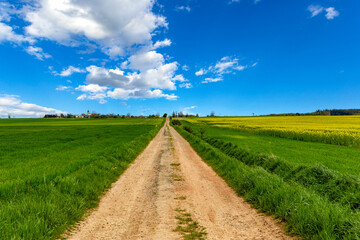 Fototapeta na wymiar Rural dirt road among fields under the blue sky.