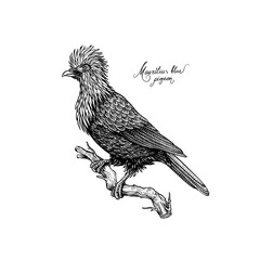 Fototapeta premium Mauritius blue pigeon. Extinct bird. Engraved Hand drawn vector illustration in woodcut Graphic vintage style, drawing
