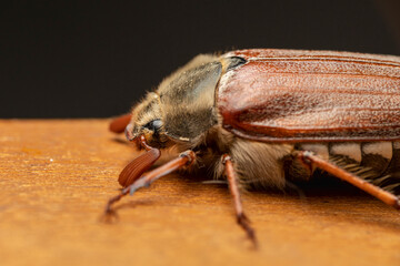 Maikäfer Portrait makro