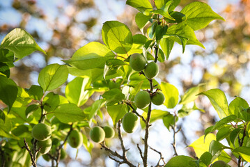 収穫するにはまだかなり早い、梅の青い実