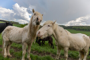 Obraz premium Isländer Schimmel am Spielen auf der Weide