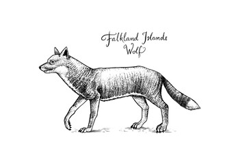 Falkland Islands wolf. Extinct predatory animal. Warrah fox, Antarctic dog. Native land mammal. Engraved Hand drawn vector illustration in woodcut Graphic vintage style, drawing