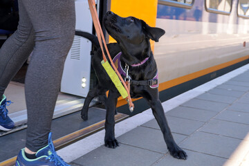 A black labrador pup training at the train