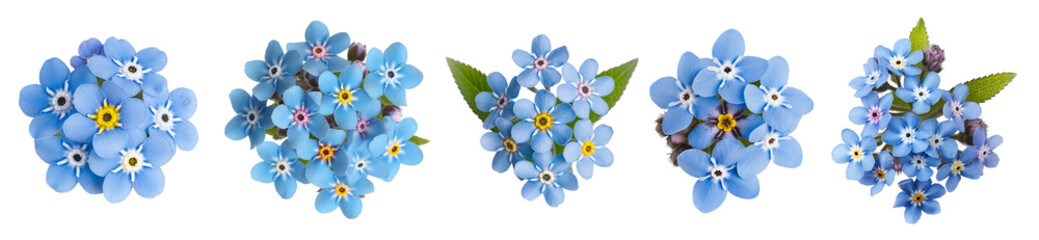 set of isolated different myosotis flowers. Created with Generative AI