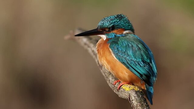 Common kingfisher, Alcedo atthis. A bird sits on a beautiful branch above a pond
