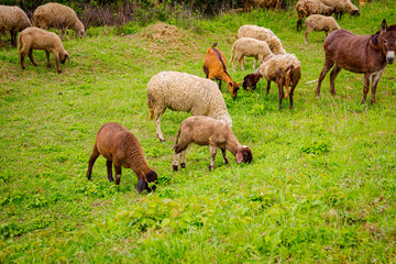 Obraz premium Mixed flock of sheep and coats with one donkey are grazing grass on meadow