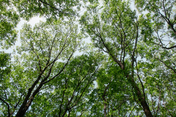 緑が濃くなりつつある春の森の木々たち