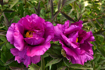 Lilac tree peony in the Kyiv Botanical Garden. Kyiv, Ukraine