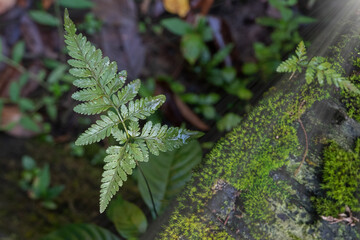 selective focus to wet fern leaves against damp moss background and with glare sun