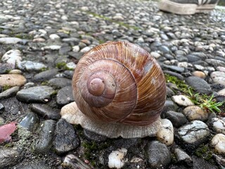 Weinbergschnecke 