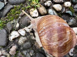 Weinbergschnecke 