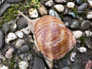 Weinbergschnecke 