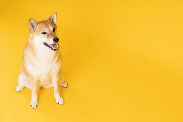 Shiba Inu cute dog on yellow background