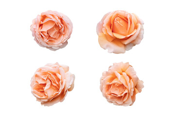 Set of rose flower isolated on a white background with clipping path. Full Depth of field. Focus stacking. PNG