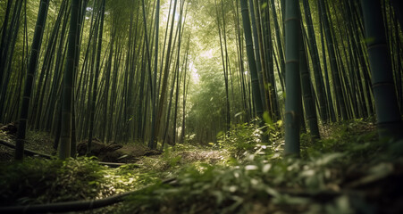 a tropical bamboo grove