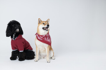 Shiba Inu and Toy poodle dogs on white background