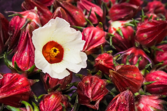 Close-up photo Red Roselle fruit, flower (Jamaica sorrel, Rozelle or hibiscus sabdariffa). Concept for Herbal drinks, Alternative medicine, Farming, Home Industry, Healthy food, and Relaxation.