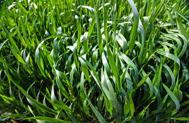 Corn field in spring time