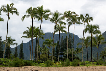 Fototapeta na wymiar Palmen am Strand. Hawaiian Islands.
