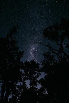 Silhouette of trees under night sky