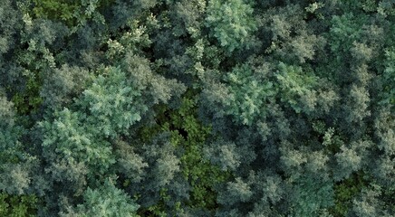 trees in the forest, top view, area view,  3D illustration, cg render